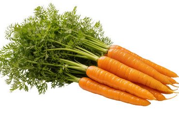 carrot