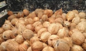 Coconut (தேங்காய்)