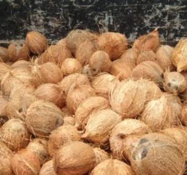 Coconut (தேங்காய்)