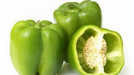 Capsicum (குடைமிளகாய்)