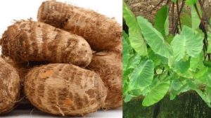 Colocasia Leaves (சேப்பங்கிழங்கு கீரை)