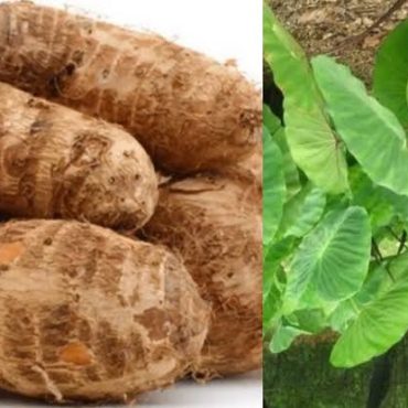 Colocasia Leaves (சேப்பங்கிழங்கு கீரை)