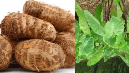 Colocasia Leaves (சேப்பங்கிழங்கு கீரை)
